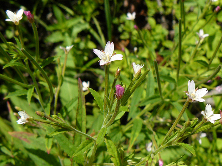 Purple-veined willowherb (Epilobium coloratum) : Flowers
