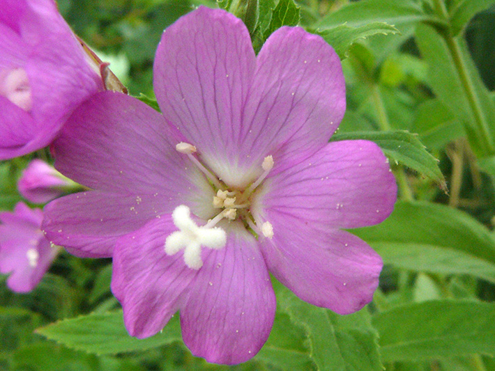 Hairy willowherb (Epilobium hirsutum) : Flower