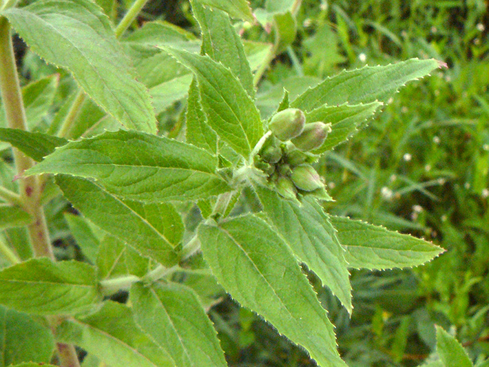 Hairy willowherb (Epilobium hirsutum) : Buds and leaves