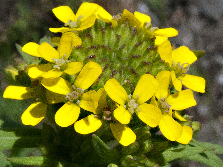 Wormseed wallflower (Erysimum cheiranthoides) : Inflorescence