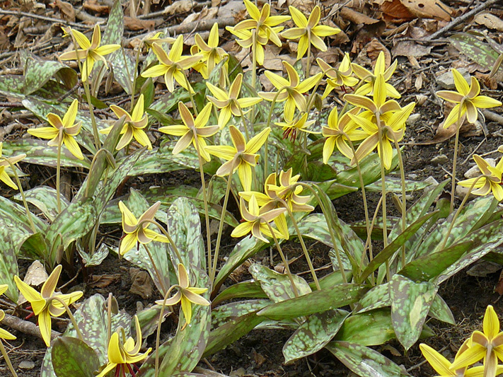 Yellow trout lily (Erythronium americanum) : Colony flower back view