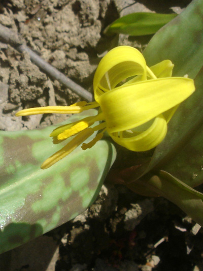 Yellow trout lily (Erythronium americanum) : Full open flower