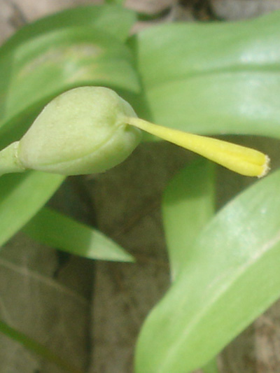 Yellow trout lily (Erythronium americanum) : Fruit