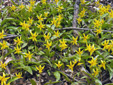 Yellow trout lily : 13- Colony