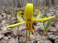 Yellow trout lily : 2- Flower