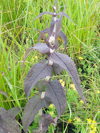 Common boneset (Eupatorium perfoliatum) : Young plant