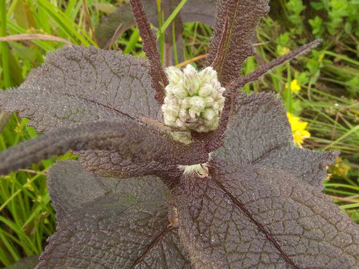Common boneset (Eupatorium perfoliatum) : Young inflorescence