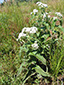 Common boneset : 7- Flowering plant