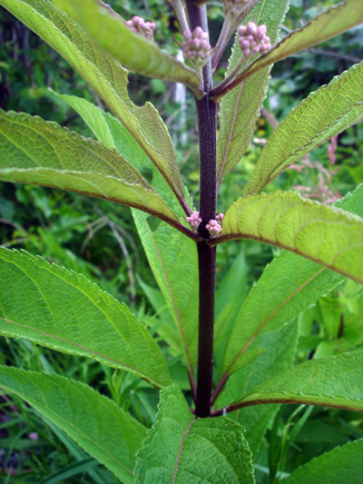 Spotted Joe Pye weed (Eutrochium maculatum) : Stem