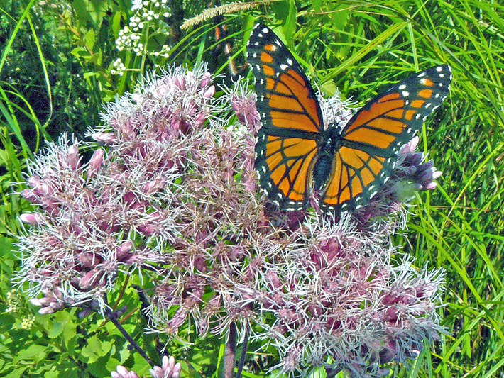 Spotted Joe Pye weed (Eutrochium maculatum) : Inflorescence and Vice-roi butterfly