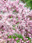 Spotted Joe Pye weed : 1- Flowers
