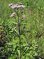 Spotted Joe Pye weed : 3- Flowering plant