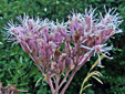 Spotted Joe Pye weed : 7- Flowers