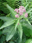 Spotted Joe Pye weed : 8- Flowering plant