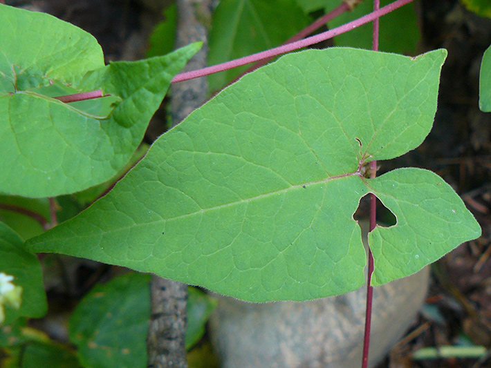Eurasian black bindweed (Fallopia convolvulus) : Sagittate leaf
