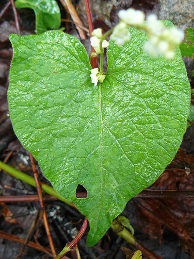 Eurasian black bindweed (Fallopia convolvulus) : Cordiforme leaf