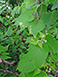 Eurasian black bindweed : 2- Flowering plant