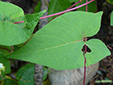 Eurasian black bindweed : 3- Sagittate leaf