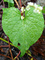 Eurasian black bindweed : 4- Cordiforme leaf