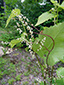 Eurasian black bindweed : 5- Plant climbing on another