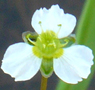 Common Water-Plantain