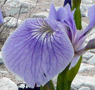 Hooker's iris