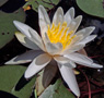 Fragrant water-lily