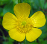 Common buttercup