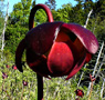 Northern pitcher plant