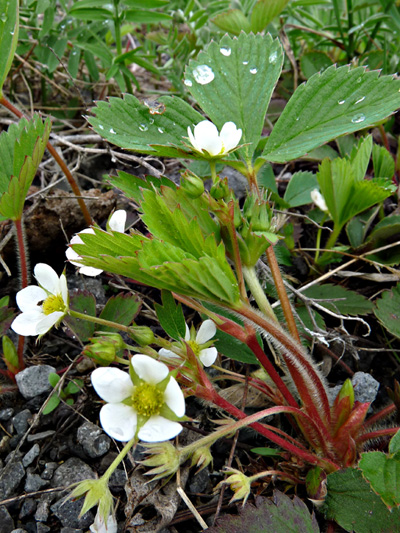Wild strawberry (Fragaria virginiana) : Flowering plants