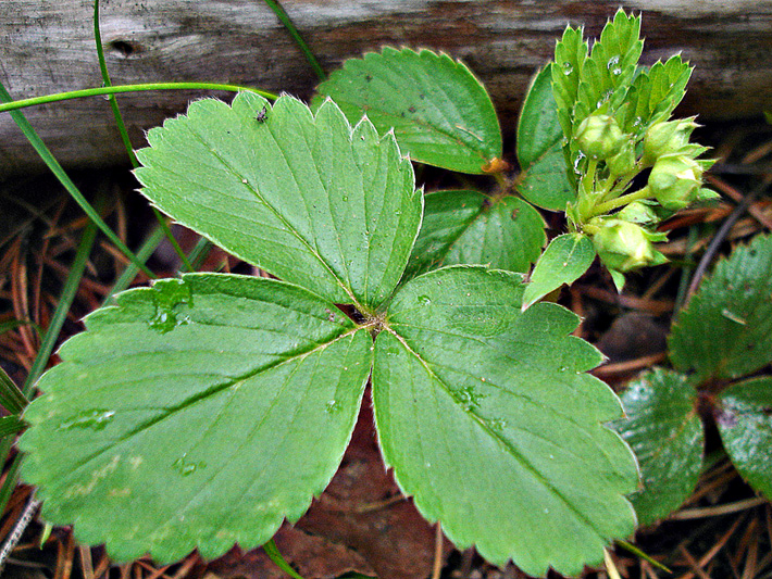 Wild strawberry (Fragaria virginiana) : Leaves and buds