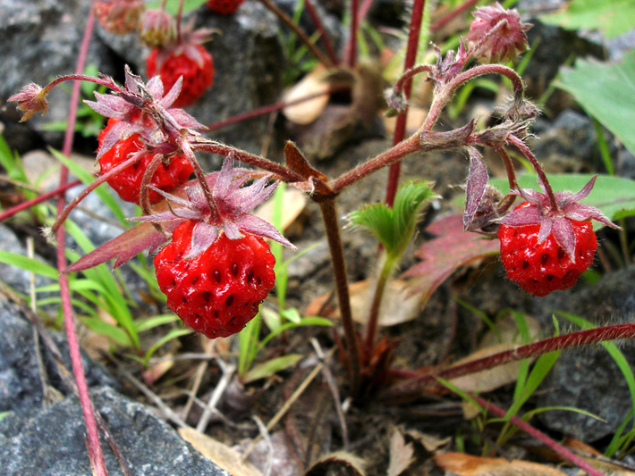 Wild strawberry (Fragaria virginiana) : Plants with fruits