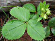 Wild strawberry : 3- Leaves and buds