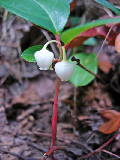 Eastern teaberry (Gaultheria procumbens) : Flowering plant
