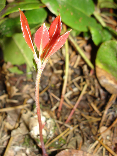 Eastern teaberry (Gaultheria procumbens) : Young plant
