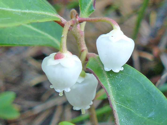 Eastern teaberry (Gaultheria procumbens) : Flowers
