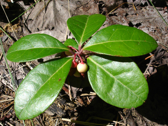 Eastern teaberry (Gaultheria procumbens) : Young fruit