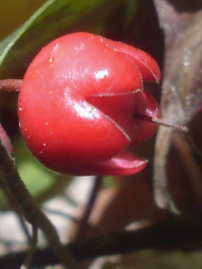 Eastern teaberry (Gaultheria procumbens) : Fruit