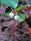 Eastern teaberry : 1- Flowering plant