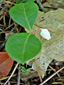 Eastern teaberry : 5- Young flower