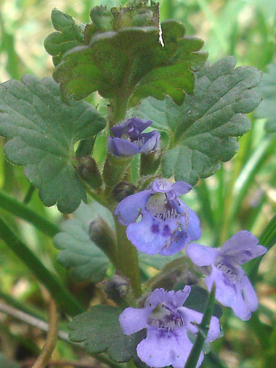 Ground-ivy (Glechoma hederacea) : Flowering plant