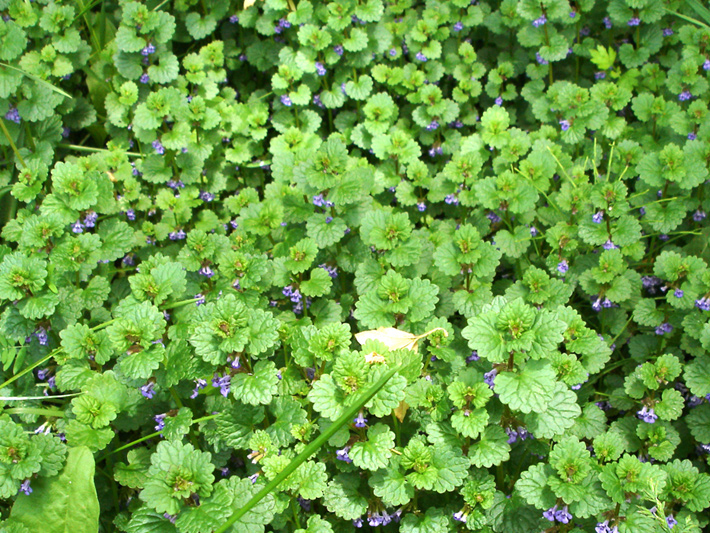 Ground-ivy (Glechoma hederacea) : Colony