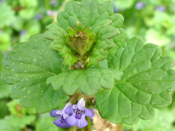 Ground-ivy (Glechoma hederacea) : Leaves and flowers