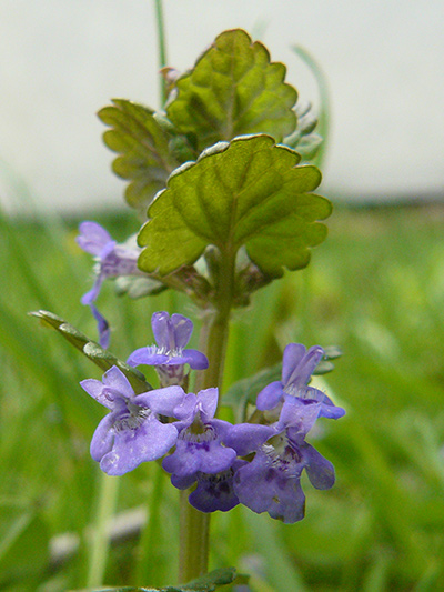 Ground-ivy (Glechoma hederacea) : Flowering plant