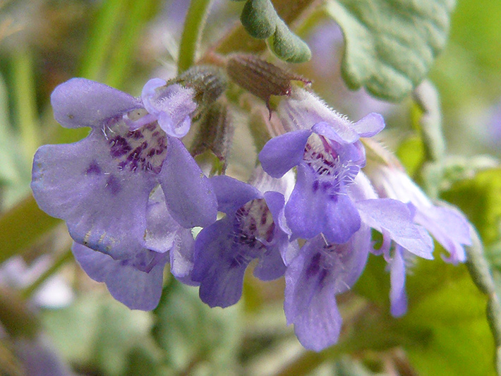 Ground-ivy (Glechoma hederacea) : Flowers