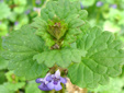 Ground-ivy : 3- Leaves and flowers