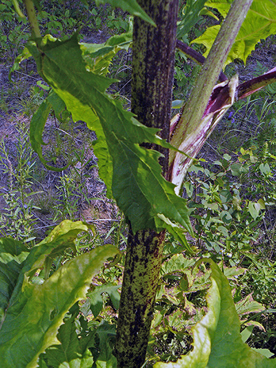 Giant hogweed (Heracleum mantegazzianum) : Stalk
