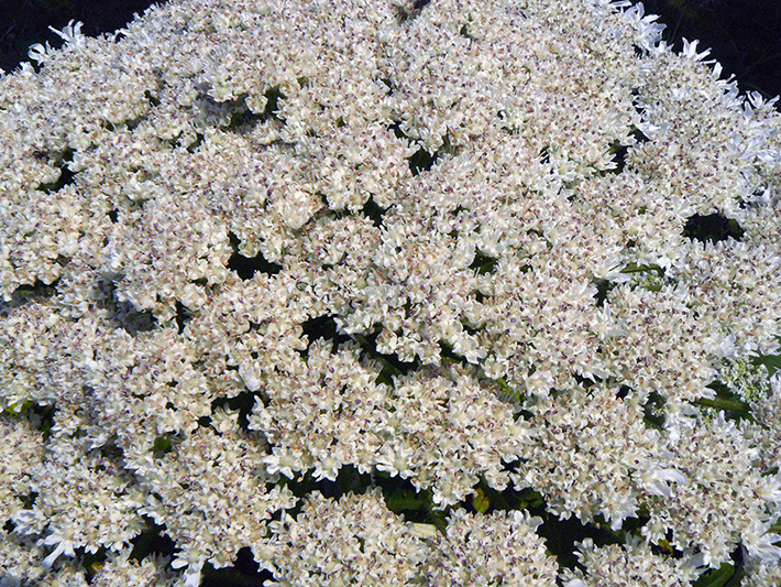 Giant hogweed (Heracleum mantegazzianum) : Main umbel (details)