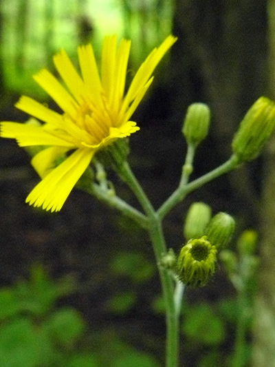 Umbellate hawkweed (Hieracium umbellatum) : Flower and buds