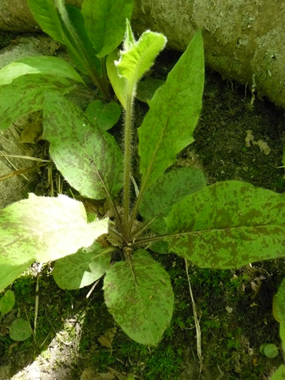 Umbellate hawkweed (Hieracium umbellatum) : Young plant